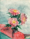 Pink Chysanthemums