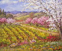 Napa Valley in Bloom