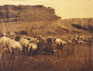 Navajo Flocks