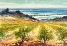 Coastal Vineyard